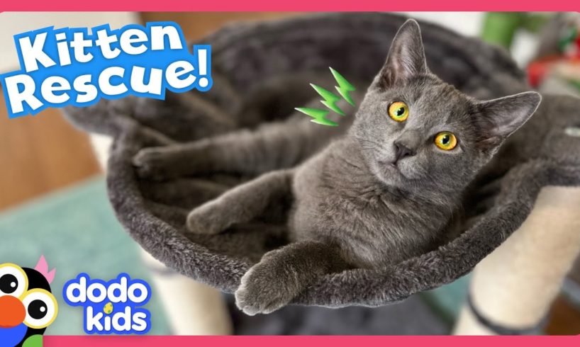 Why Is It So Hard To Rescue This Tricky Kitten? | Dodo Kids | Rescued!
