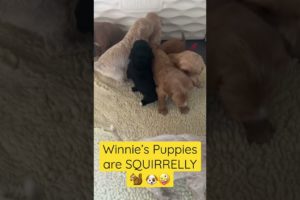 Winnie’s mini Goldendoodle puppies are getting SQUIRRELLY 🙃🐿️🐶 #cute #puppies #joy