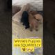 Winnie’s mini Goldendoodle puppies are getting SQUIRRELLY 🙃🐿️🐶 #cute #puppies #joy