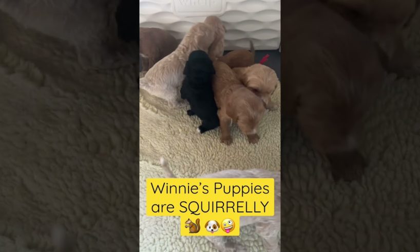 Winnie’s mini Goldendoodle puppies are getting SQUIRRELLY 🙃🐿️🐶 #cute #puppies #joy