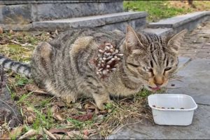 Woww ! ! Abandoned Helpless CAT Rescued From Street! Feeding Cat and Animal Rescue