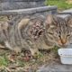 Woww ! ! Abandoned Helpless CAT Rescued From Street! Feeding Cat and Animal Rescue