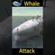 Zombie Whale Attack on 5 Hippos Epic Animal Fights @animalrevolttv @doodlanddoodles8011 @MrLavangam