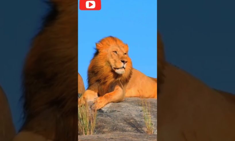 # animal# animal attack# animal fights# animal film# animal heaven# animal life# animal moments #tik