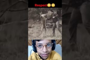 animal fights 🤪🦝 #shorts #tiktok #youtube #reaction