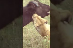 animal fights,lion vs buffalo compilationwild animal fights