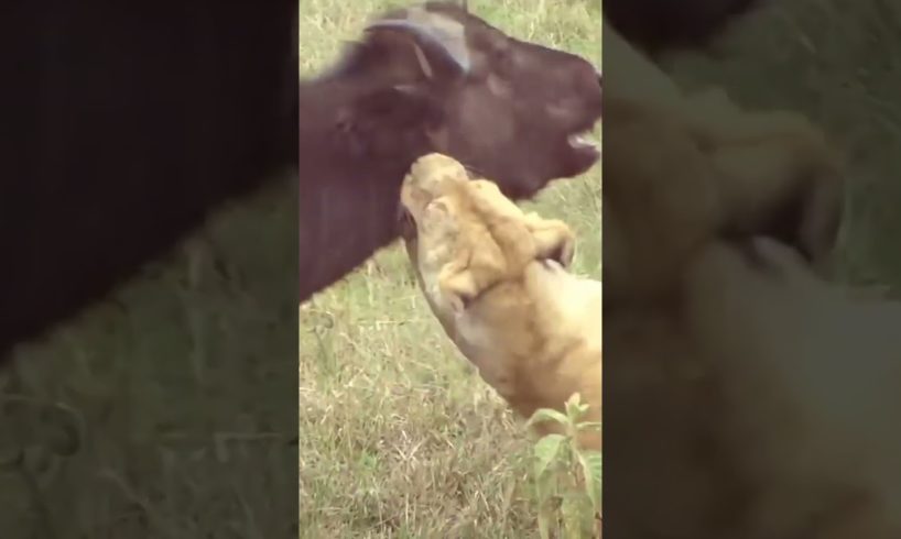 animal fights,lion vs buffalo compilationwild animal fights