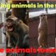 animal sounds in the world great video kids