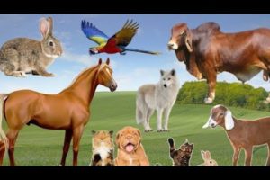 animals videos-animal fights.animals nam.animals 4k