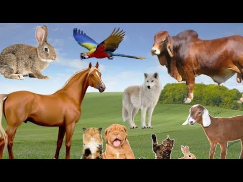 animals videos-animal fights.animals nam.animals 4k