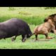 beautiful Buffalo 4k ultra hd video animal wd