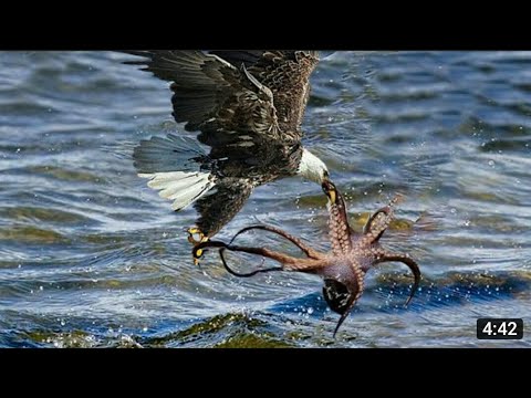 best animal fights you ever seen 😱😱