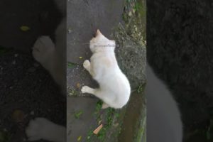 cat palyaing funny | cat playing spider fight | cat playing with other animals