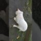 cat palyaing funny | cat playing spider fight | cat playing with other animals