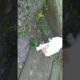 cat playing spider fight | cat playing with other animals | funny cats videos