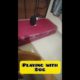 cat video || Playing with 🐕 || #cat #animal_lover #cat lovers #cat funny moments #animals