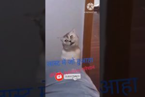 cat video funny and funny cat video 😁and new #shotrs #shotsfeed #vairal