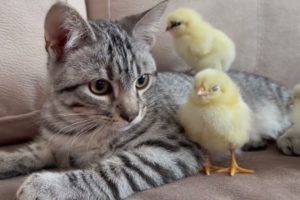 chickens with cat playing cute & funny#chicken#cat #animals #wildlife #animals life