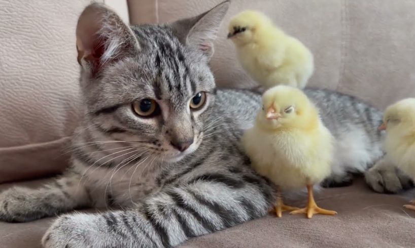 chickens with cat playing cute & funny#chicken#cat #animals #wildlife #animals life