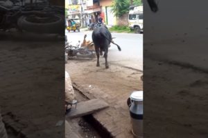 cow fighting | cow fight | #shorts #shortsfeed #shortsvideo