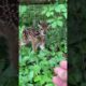 #cute #animals #viral Baby deer Fawn Bleats After Being Rescued ||