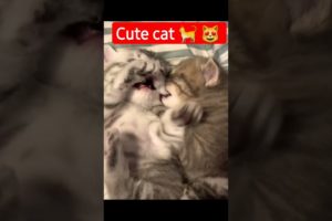 cute cat 🐈 😻 #11 #shorts #shortvideo