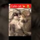 cute cat 🐈 😻 #11 #shorts #shortvideo