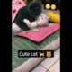 cute cat 🐈 😻 #13 #shorts