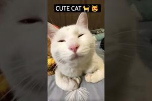 cute cat 🐈 😻 #14 #shorts