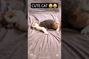 cute cat 🐈 😻 #16