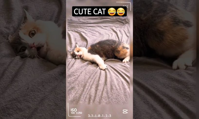 cute cat 🐈 😻 #16