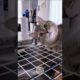 cute cat playing with water | animals short