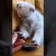 cute puppies cutest clip enjoy every moment on cutest animal world follow for more and more