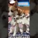 cute puppies 🐶🐶 #funnydogs