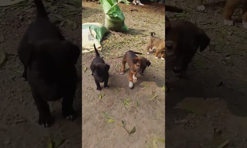 cute puppies🤗 || #shorts #youtubeshorts #shortsvideo #shortsfeed #viral #puppy