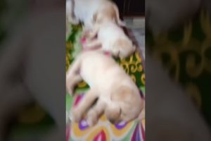 cute puppies sleeping with her mom 😍