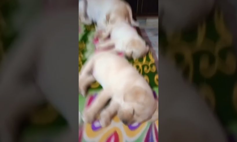 cute puppies sleeping with her mom 😍