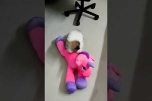 cute puppy playing with toy#short#viral#dogs#cutepuppies#animals#animalvideos#pets