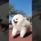 cutest dog, cute puppies, #youtubeshorts #subscribe #ytshorts #viral #doglover #trending #youtube