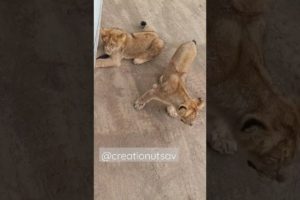 cutest lion cub fight || lion cub roar || cute lion cub #shorts #status #youtubeshorts #love #viral