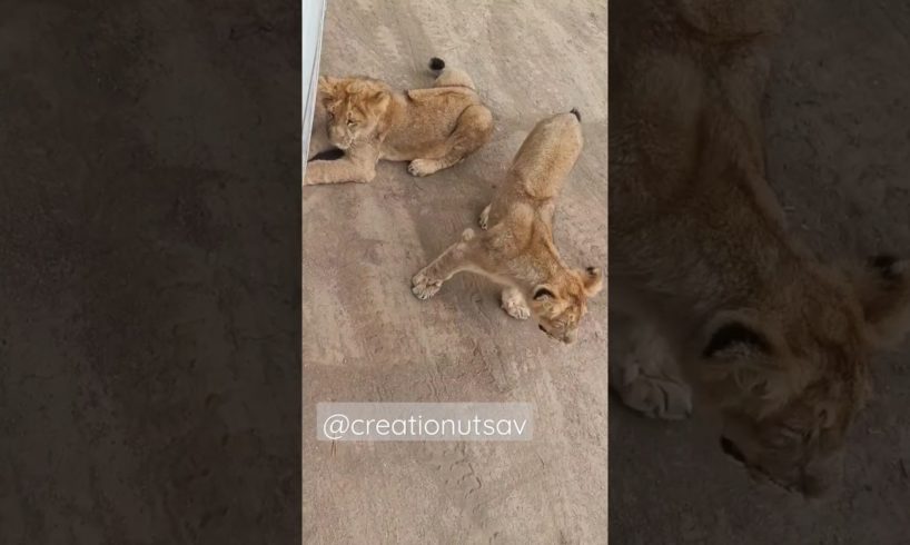 cutest lion cub fight || lion cub roar || cute lion cub #shorts #status #youtubeshorts #love #viral