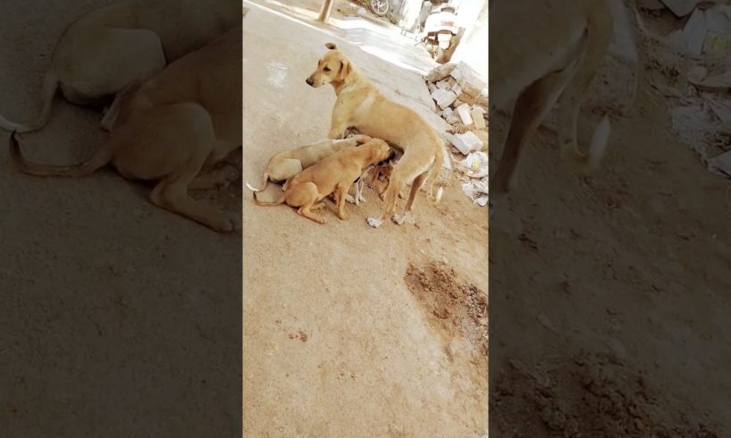 cutest puppies and happiness mother #shorts#ytshorts #dogslover