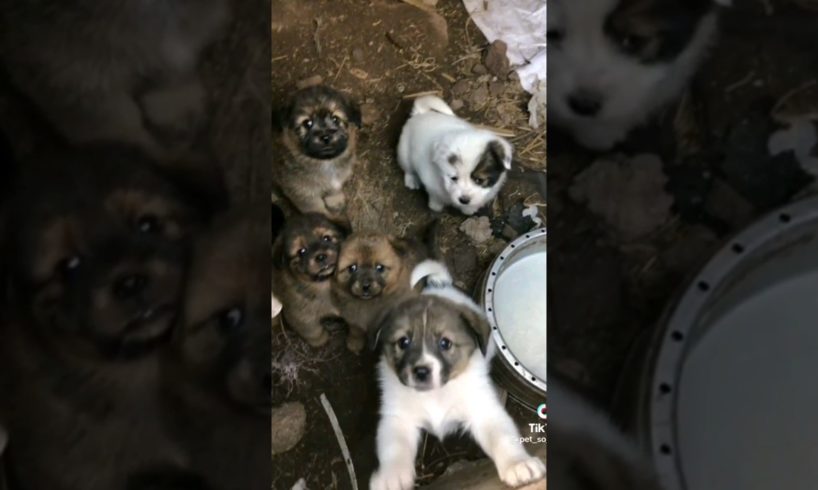 cutest puppies ever🥺 #shorts #puppy #cute #cutestpuppy #cutespets