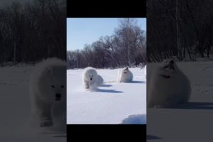 cutest puppies playing in the snow#funny#youtubeshorts#128