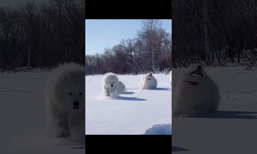 cutest puppies playing in the snow#funny#youtubeshorts#128