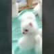 cutest# puppies short video