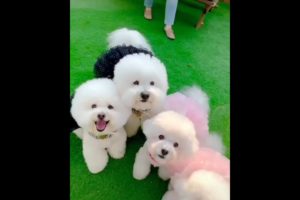 cutest puppies ❤️#shorts #trending #youtubeshorts #ytshorts #subscribe #doglover #viral