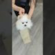 cutest puppies ❤️#shorts #youtubeshorts #ytshorts #subscribe #viral #doglover #trending