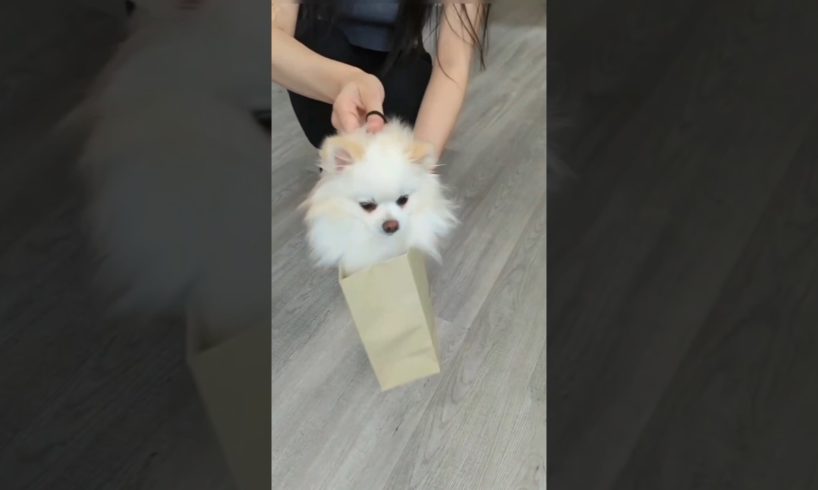 cutest puppies ❤️#shorts #youtubeshorts #ytshorts #subscribe #viral #doglover #trending