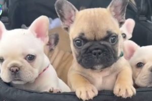 cutest puppies video compilation